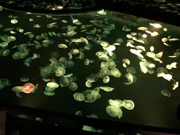 すみだ水族館に投稿された画像（2021/3/25）