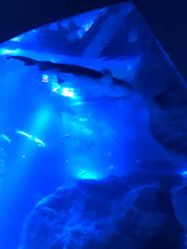 すみだ水族館に投稿された画像（2021/3/25）