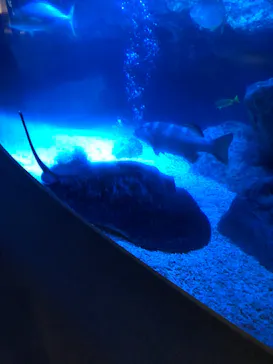 すみだ水族館に投稿された画像（2021/3/25）