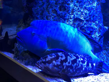 すみだ水族館に投稿された画像（2021/3/25）