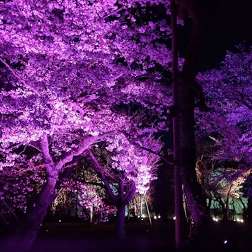 二条城×ネイキッド 二条城夏まつり2021に投稿された画像（2021/3/25）