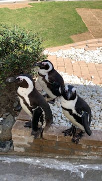 マリンワールド海の中道に投稿された画像（2021/3/26）