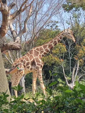 天王寺動物園に投稿された画像（2021/3/26）