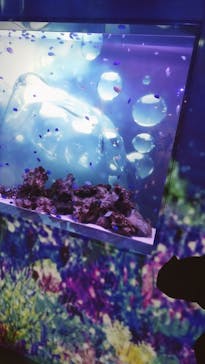 マクセル アクアパーク品川に投稿された画像（2021/3/26）