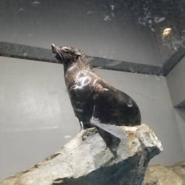 マクセル アクアパーク品川に投稿された画像（2021/3/26）