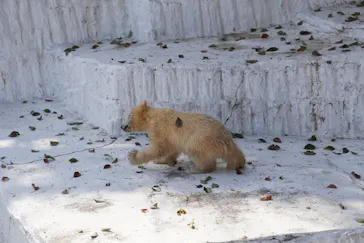 天王寺動物園に投稿された画像（2021/3/26）