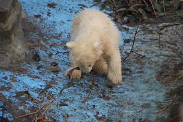天王寺動物園に投稿された画像（2021/3/26）