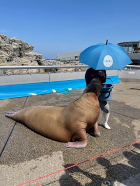 大分マリーンパレス水族館 「うみたまご」に投稿された画像（2021/3/26）
