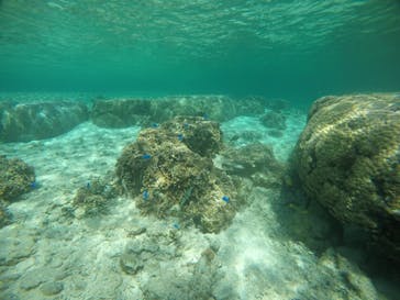 武藤潜水に投稿された画像（2021/3/26）