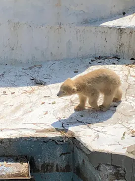 天王寺動物園に投稿された画像（2021/3/26）