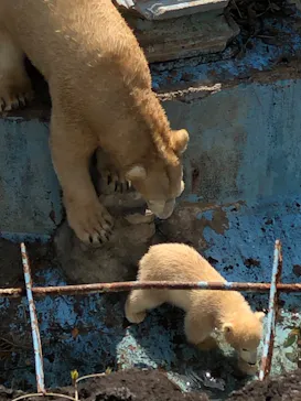天王寺動物園に投稿された画像（2021/3/26）