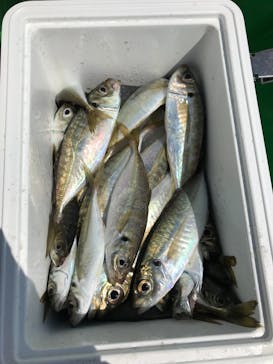 釣り船 進丸に投稿された画像（2021/3/26）