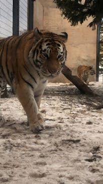 旭川市旭山動物園に投稿された画像（2021/3/26）