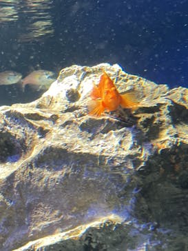 サンシャイン水族館に投稿された画像（2021/3/26）