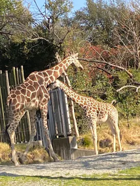 天王寺動物園に投稿された画像（2021/3/26）