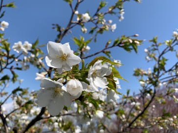 伊豆パノラマパークに投稿された画像（2021/3/26）