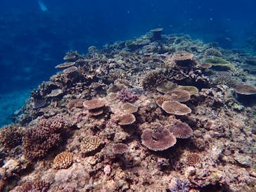 石垣島 ADVENTURE PiPi（イシガキジマアドベンチャーピピ）に投稿された画像（2021/3/26）