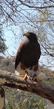 しろとり動物園に投稿された画像（2021/3/26）
