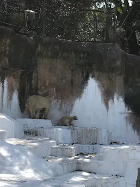 天王寺動物園に投稿された画像（2021/3/26）
