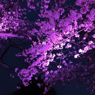 よみうりランド 遊園地に投稿された画像（2021/3/26）