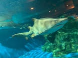 しながわ水族館に投稿された画像（2021/3/27）