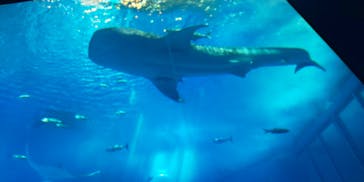ラド観光 沖縄営業所に投稿された画像（2021/3/26）