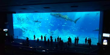ラド観光 沖縄営業所に投稿された画像（2021/3/26）