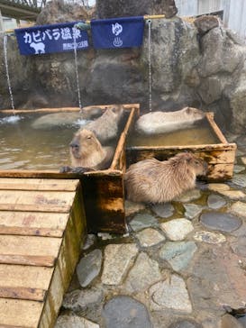 那須どうぶつ王国に投稿された画像（2021/3/26）