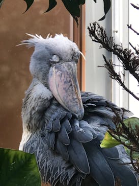 神戸どうぶつ王国に投稿された画像（2021/3/27）