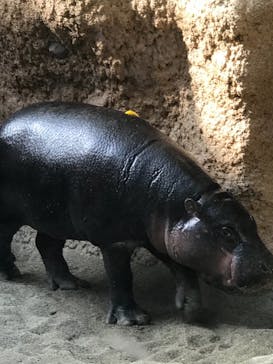 神戸どうぶつ王国に投稿された画像（2021/3/27）