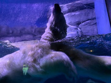 横浜・八景島シーパラダイスに投稿された画像（2021/3/27）