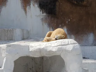 天王寺動物園に投稿された画像（2021/3/27）