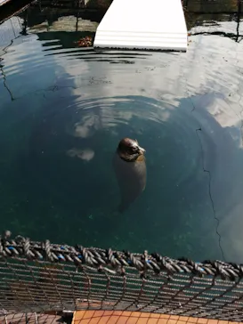 うみたま体験パーク 「つくみイルカ島」に投稿された画像（2021/3/27）