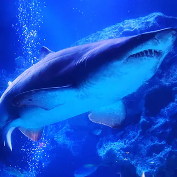 すみだ水族館に投稿された画像（2021/3/27）