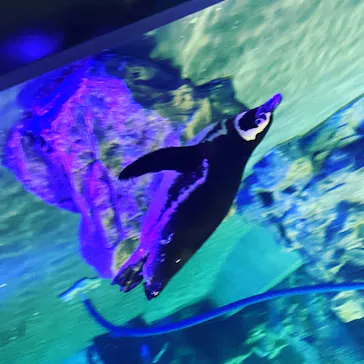 すみだ水族館に投稿された画像（2021/3/27）