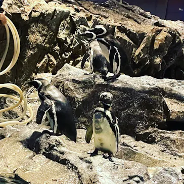 すみだ水族館に投稿された画像（2021/3/27）