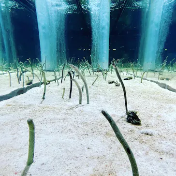 すみだ水族館に投稿された画像（2021/3/27）