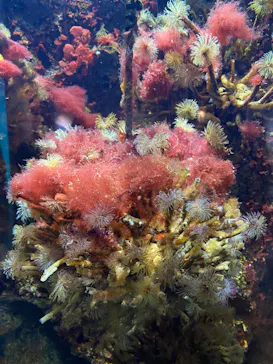 仙台うみの杜水族館に投稿された画像（2021/3/27）