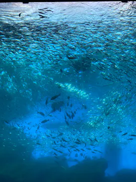 仙台うみの杜水族館に投稿された画像（2021/3/27）