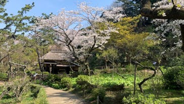 三溪園に投稿された画像（2021/3/27）