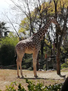 天王寺動物園に投稿された画像（2021/3/27）