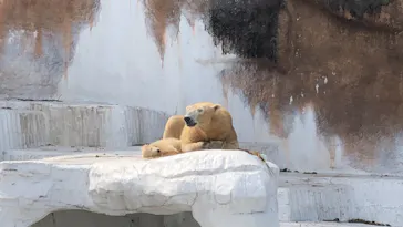 天王寺動物園に投稿された画像（2021/3/27）