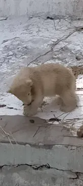 天王寺動物園に投稿された画像（2021/3/27）