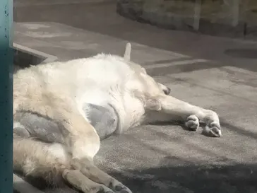 天王寺動物園に投稿された画像（2021/3/27）