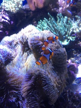 横浜・八景島シーパラダイスに投稿された画像（2021/3/27）