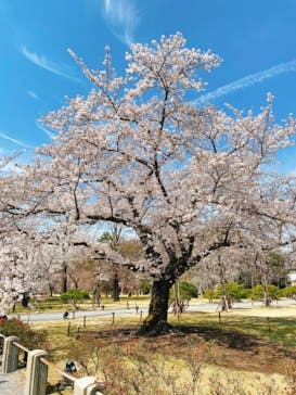 元離宮二条城に投稿された画像（2021/3/27）