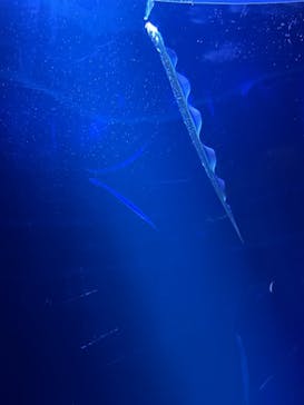 サンシャイン水族館に投稿された画像（2021/3/27）