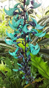 御菓子御殿　名護店　やんばる亜熱帯の森DINO恐竜PARKに投稿された画像（2021/3/27）