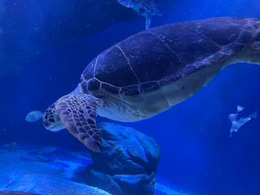 マクセル アクアパーク品川に投稿された画像（2021/3/27）