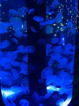 マクセル アクアパーク品川に投稿された画像（2021/3/27）